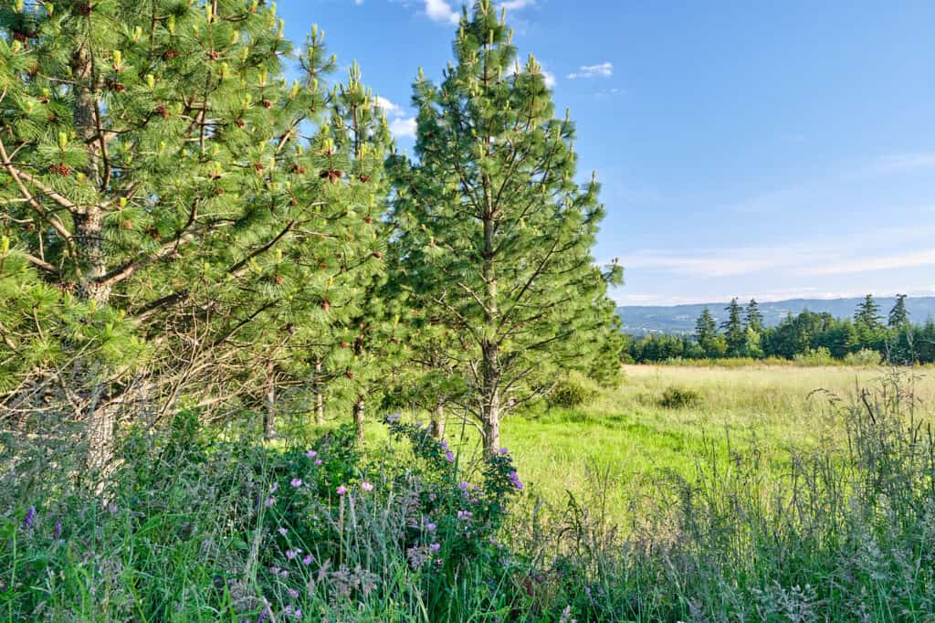 Cooper Mountain Nature Park View of Meadow