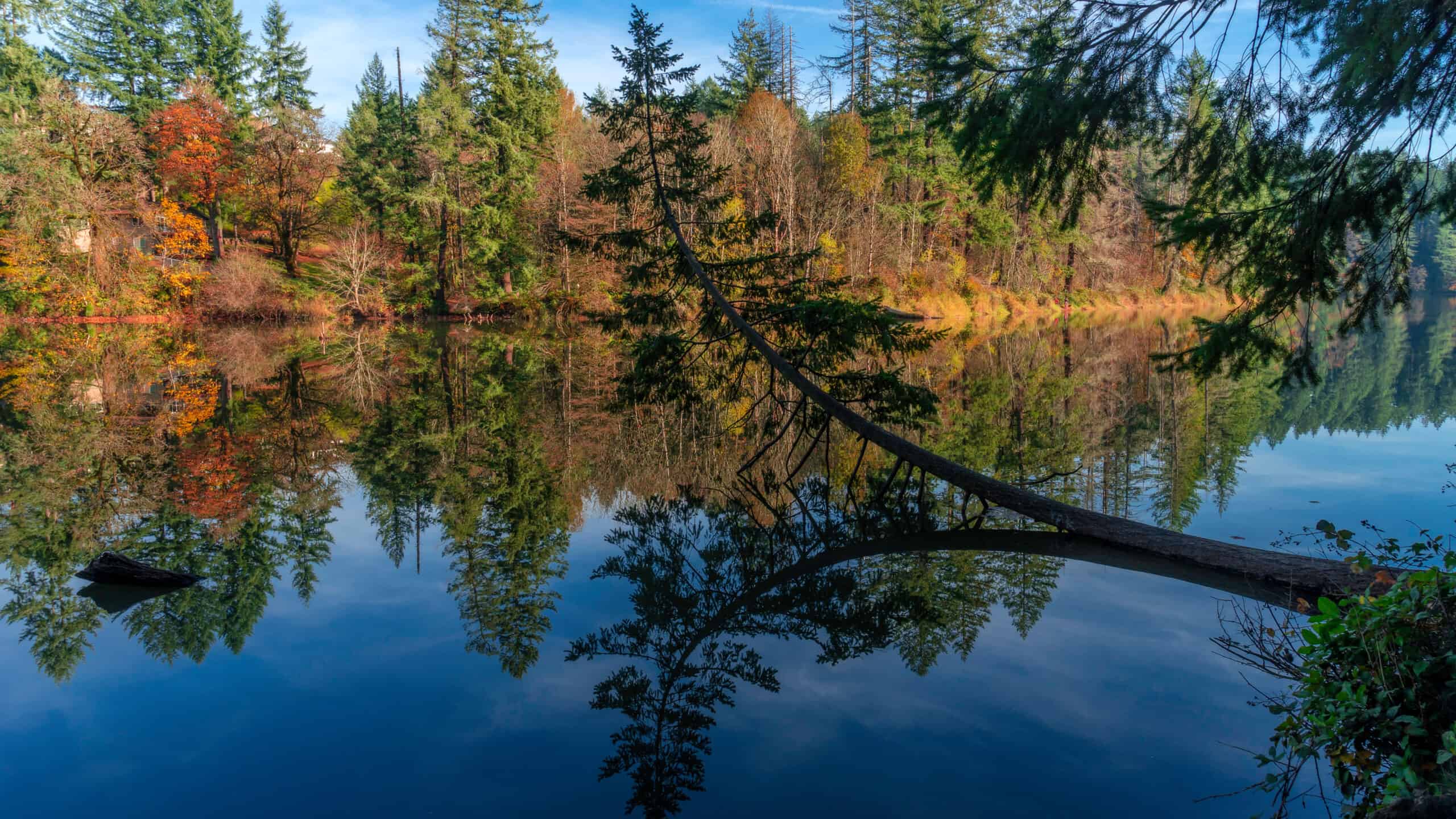 LaCamas Creek Loop and Lake, Camas, Washington